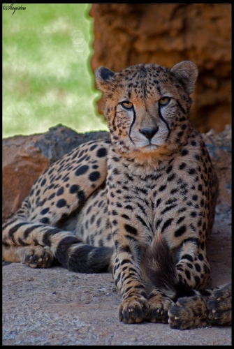 Cheetah3